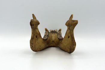 Media type: image;   Mammalogy BOM-9587 Description: Gorilla jaw posterior view;